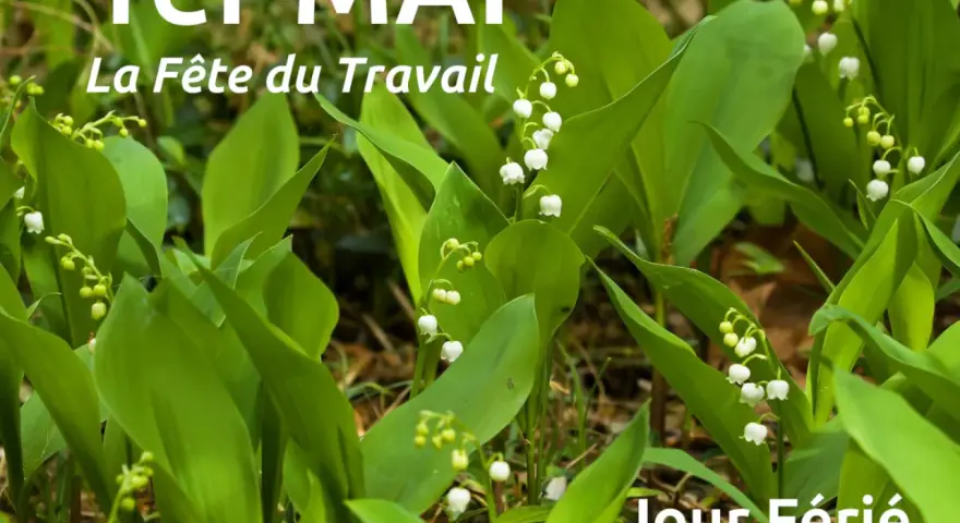 Muguet en fleurs, symbole de la tradition du 1er mai, la Fête du Travail. Jour férié.