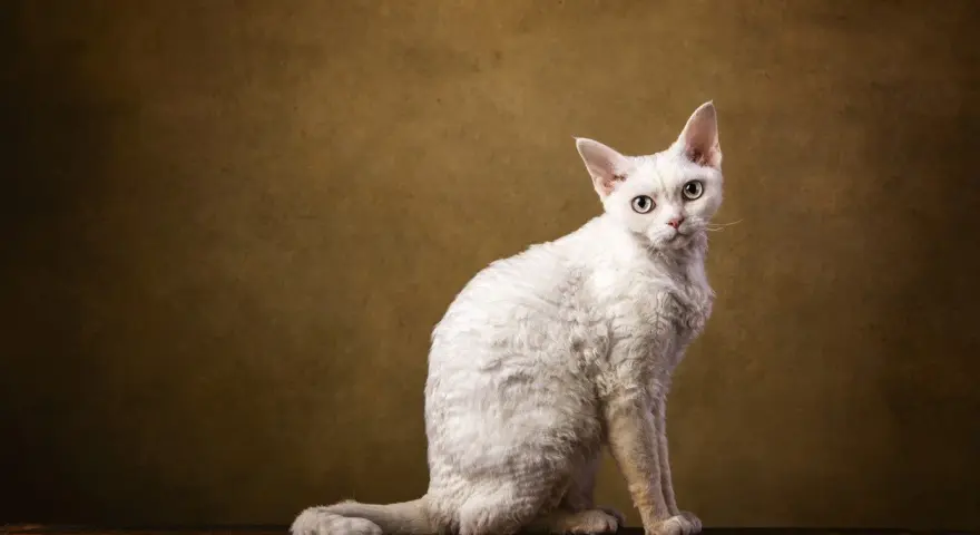 Biały kot rasy Devon Rex z kręconą sierścią siedzi na drewnianym blacie.