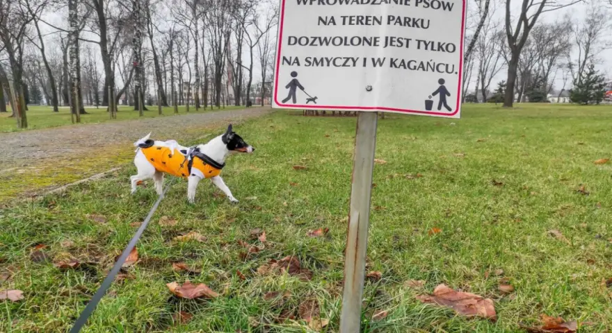Czy pies może sikać na trawniku? Sprawdź skutki i zasady.