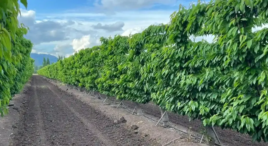 Filari di alberi di ciliegio rigogliosi in un frutteto, con terreno lavorato e sistema di irrigazione. La concimazione ciliegio è fondamentale per questa crescita.