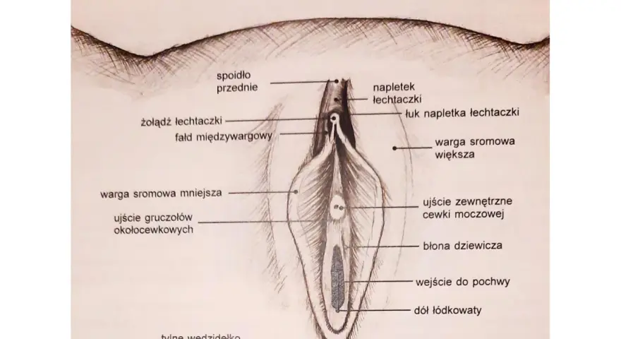 Ilustracja przedstawia budowę łechtaczki i okolic, z zaznaczonym napletkiem, żołędzią i łukiem napletka.