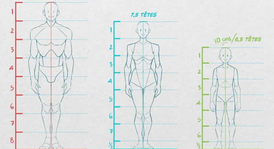Comparaison des proportions corps humain : 8 têtes, 7,5 têtes et 6,5 têtes pour un enfant de 10 ans.