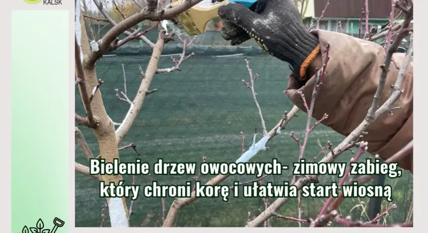 Rękawica w białej farbie maluje pień drzewa. Bielenie drzew owocowych to zimowy zabieg ochronny.