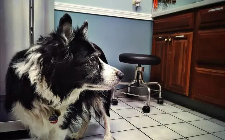 Jak wytresować border collie: skuteczne metody i porady dla właścicieli