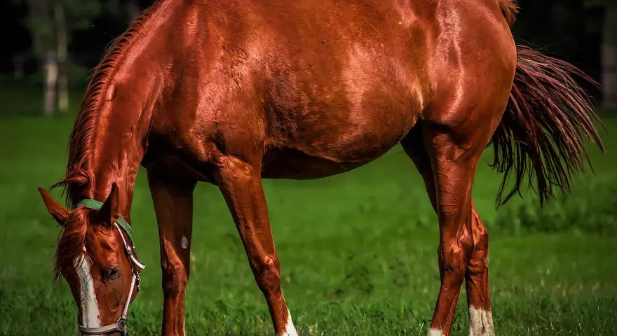 Cheval brun mangeant de l'herbe, son sabot brillant comme s'il avait été nourri à l'huile de coco.