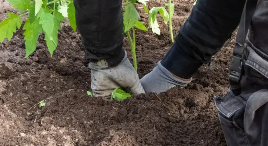 Ręce w rękawiczkach sadzą sadzonkę pomidora w żyznej ziemi pod pomidory.