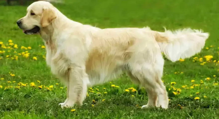 Golden retriever, jedna z popularnych ras psów, prezentuje się na tle zielonej łąki z żółtymi kwiatami.