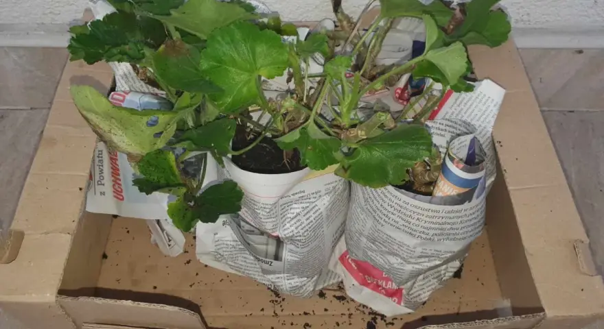 Pelargonie w doniczkach, owinięte gazetami, czekają w kartonie, by przezimować.