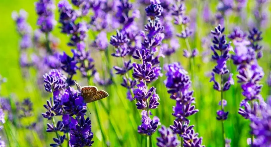 A butterfly rests on a lavender stalk, showcasing the beauty of how to plant lavender for a vibrant garden.