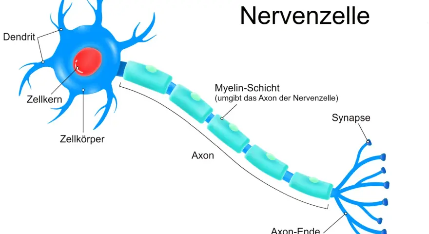 Der neuron aufbau zeigt eine Nervenzelle mit Dendriten, Zellkörper, Axon mit Myelinscheide und Synapsen.