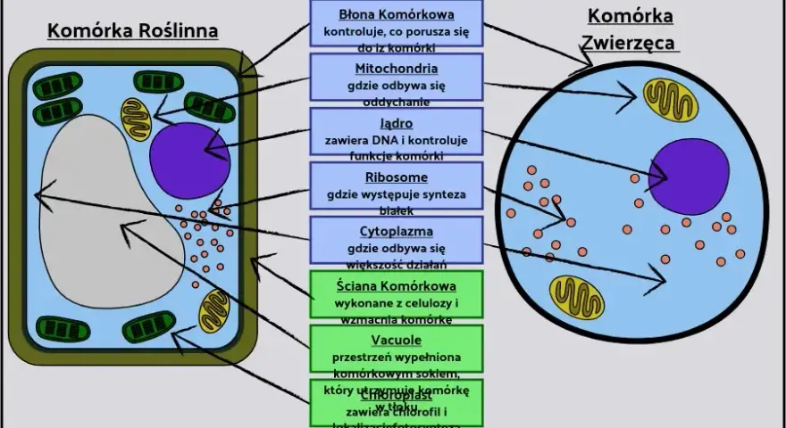 Jak wygląda komórka roślinna? Poznaj jej niezwykłą budowę i funkcje