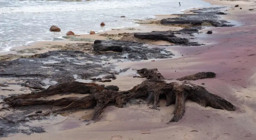 Korzenie martwego lasu na piaszczystej plaży, fale obmywają kamienie.