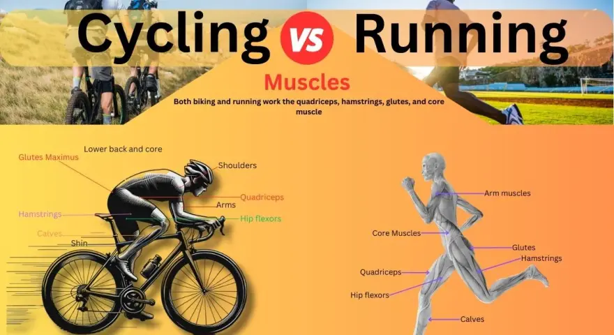 Cycling vs Running: A muscle comparison showing how both activities engage quadriceps, hamstrings, glutes, and core.