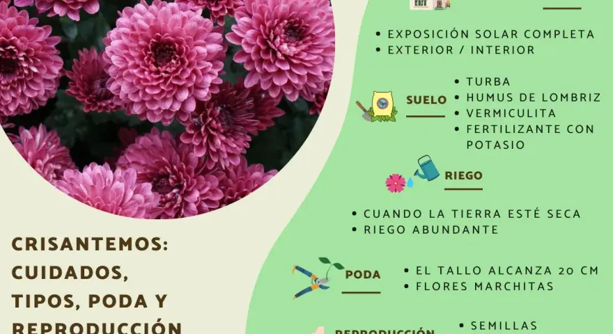 Crisantemos: cuidados, tipos, poda y reproducción. Guía para cultivar estas flores.