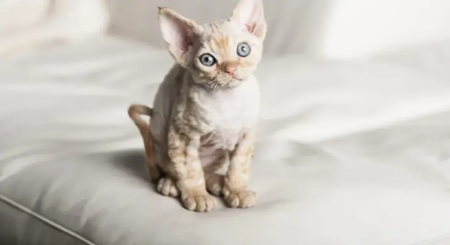 Devon Rex a Sfinks: Kluczowe różnice i podobieństwa w pielęgnacji