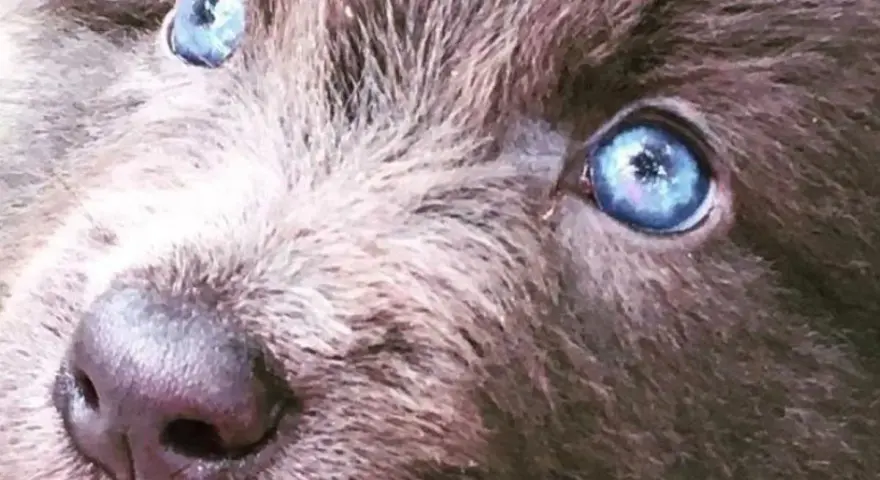 Oczy szczeniaka rasy blue bay shepherd lśnią jak dwa błękitne jeziora.