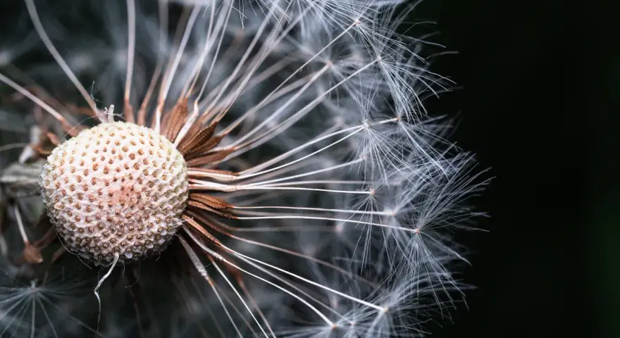 Graine de pissenlit prête à s'envoler. Gros plan en **taille macro** sur les filaments blancs et le réceptacle vide.