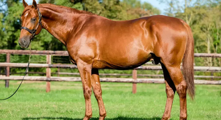 Un magnifique cheval bai, tel un dollar du rouet, se tient fièrement dans un pré verdoyant, une clôture en bois en arrière-plan.