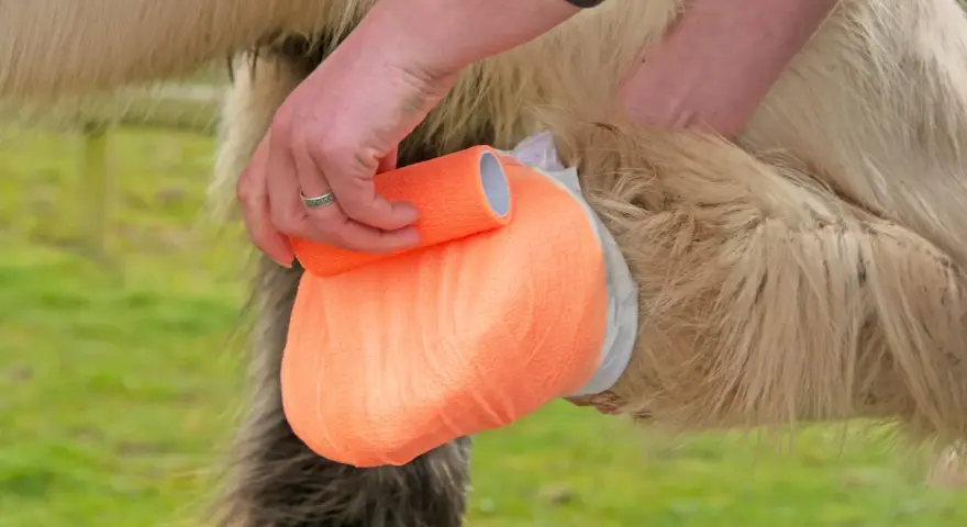 Main d'un soigneur appliquant un bandage orange sur le sabot d'un cheval, peut-être pour soigner un abcès au glome.
