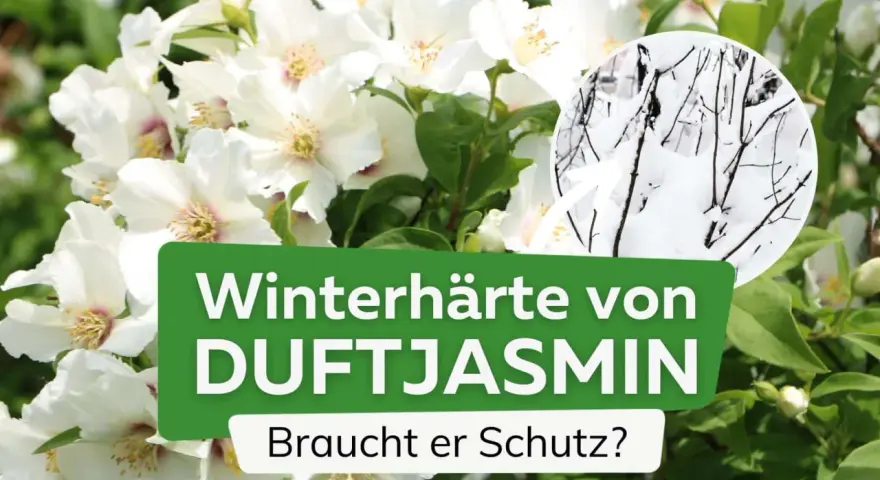 Weiße Blüten des Duftjasmin, daneben ein Kreis mit winterhartem Astwerk im Schnee. Braucht er Schutz?