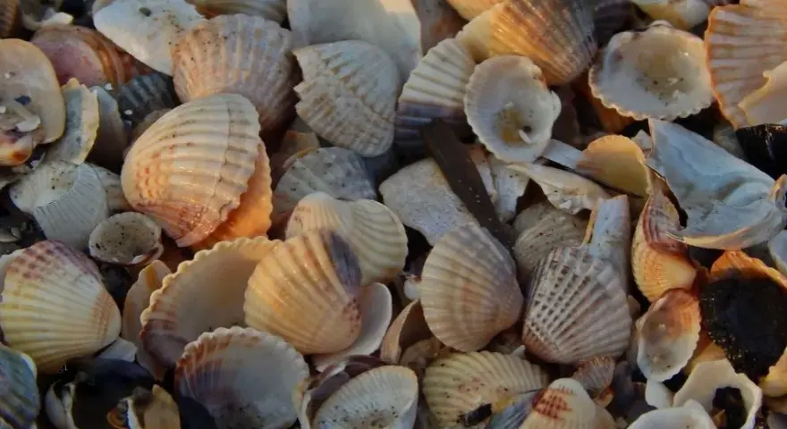 Jakie muszle znajdziesz na Bałtyku? Odkryj skarby polskich plaż!