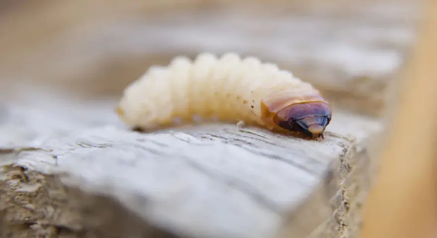 Gusano blanco, posible larva de escarabajo, sobre madera. Podría ser un ácaro blanco de madera.