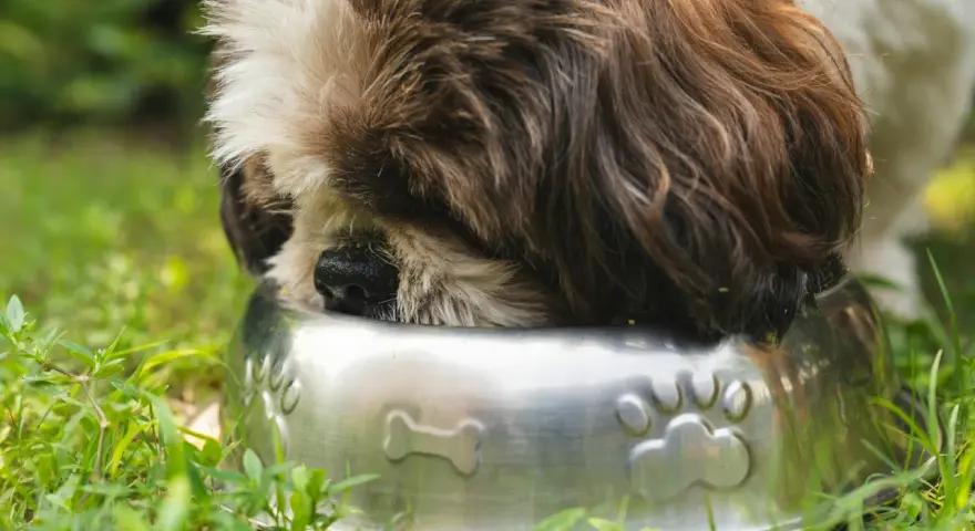 Shih Tzu szczeniak: Jak karmić, by rósł zdrowo? Poradnik eksperta