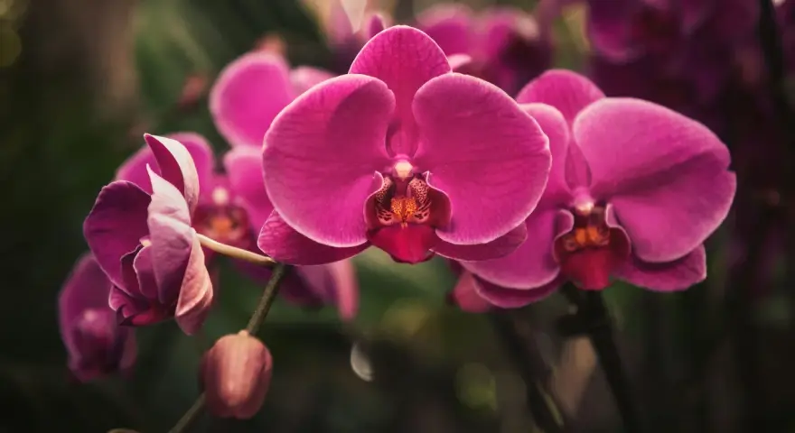 Orquídeas fucsia vibrantes, un recordatorio visual de cómo regar una orquídea para mantener su belleza.