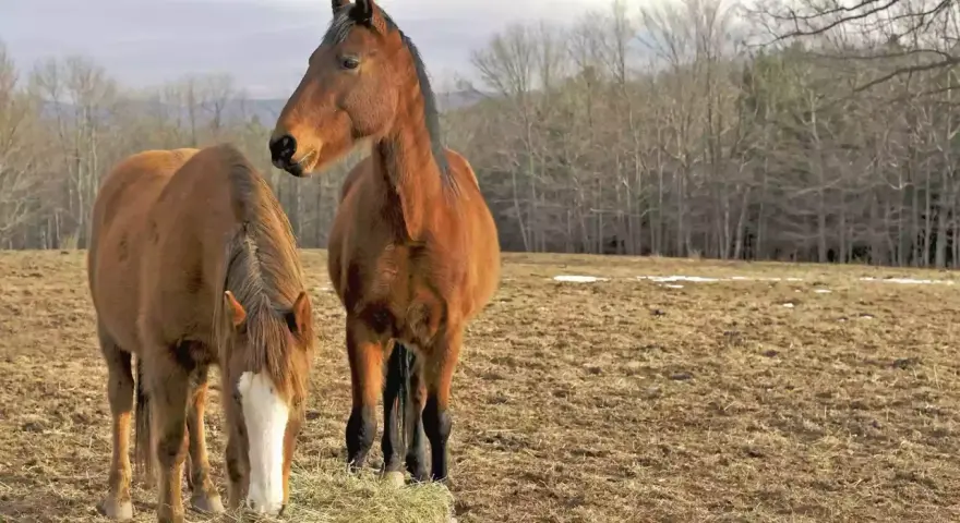 Deux chevaux bruns se tiennent dans un pré. L'un mange du foin, l'autre regarde au loin. Le sexe des chevaux n'est pas visible.