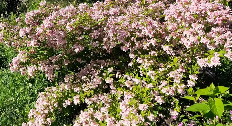 En frodig paradisbuske blommar med tusentals små, ljusrosa blommor. En riktig dröm i trädgården.