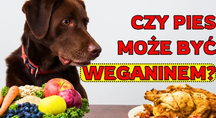 Czy pies może jeść wędzone mięso? Poznaj ukryte ryzyka zdrowotne
