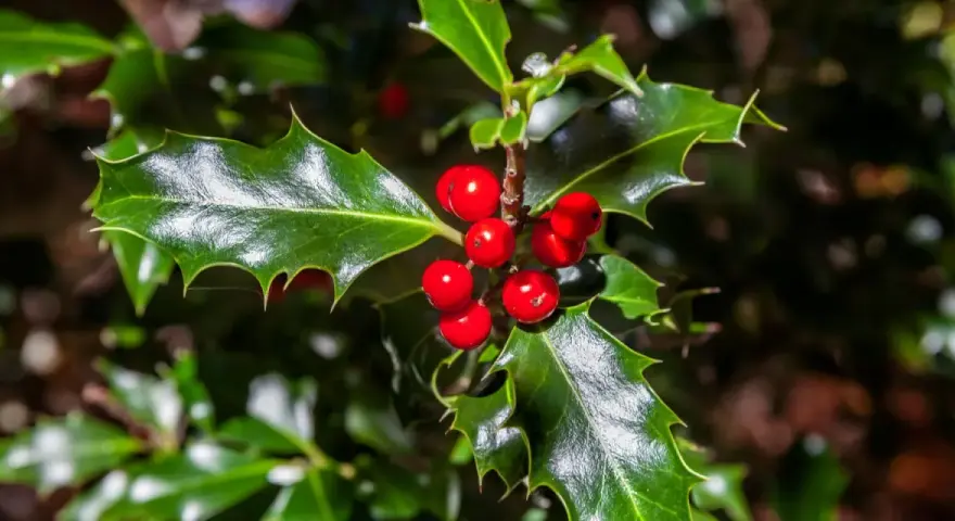 Ramitas de acebo con bayas rojas brillantes y hojas verdes dentadas, evocando la magia del acebo y el muérdago en invierno.