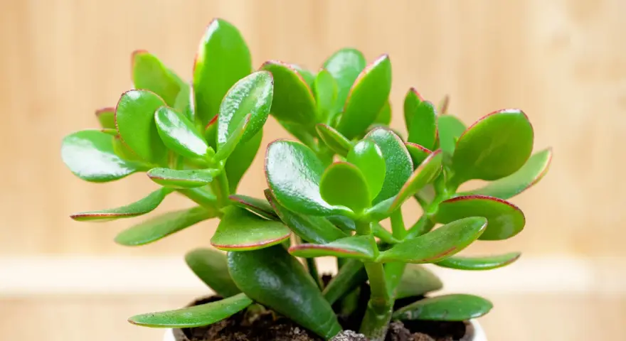 Planta de árbol de jade, conocida por su significado de buena suerte y prosperidad. Sus hojas verdes y carnosas, con bordes rojizos, brillan sobre un fondo de madera.
