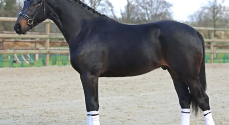 Magnifique étalon CSO noir, crinière tressée, prêt pour la compétition.