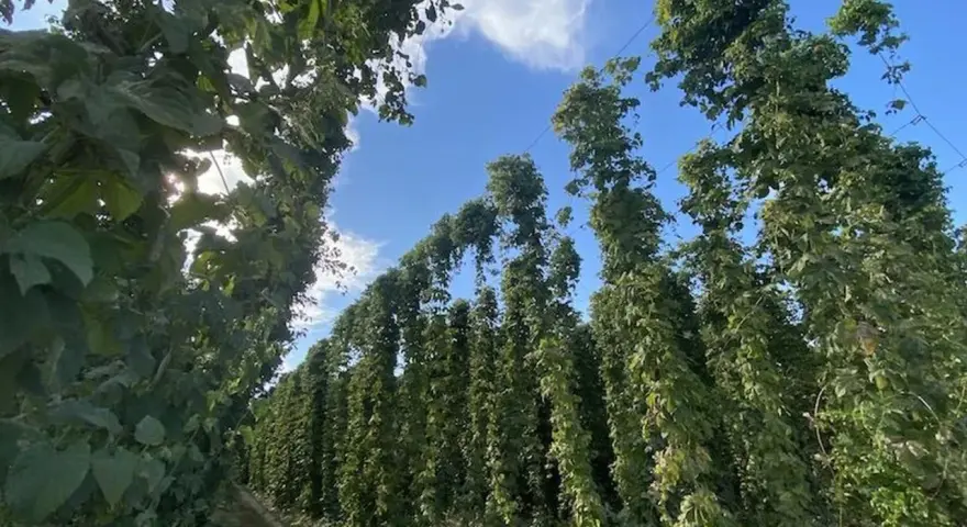 Filari di piante di luppolo in piena coltivazione, con le chiome verdi che si innalzano verso il cielo azzurro.