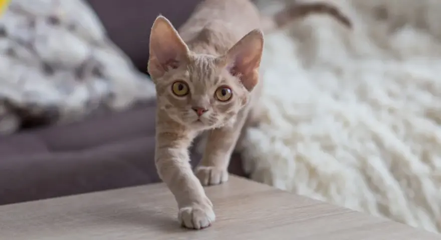 Ile kosztuje Devon Rex? Ceny kociąt i ukryte wydatki na kota