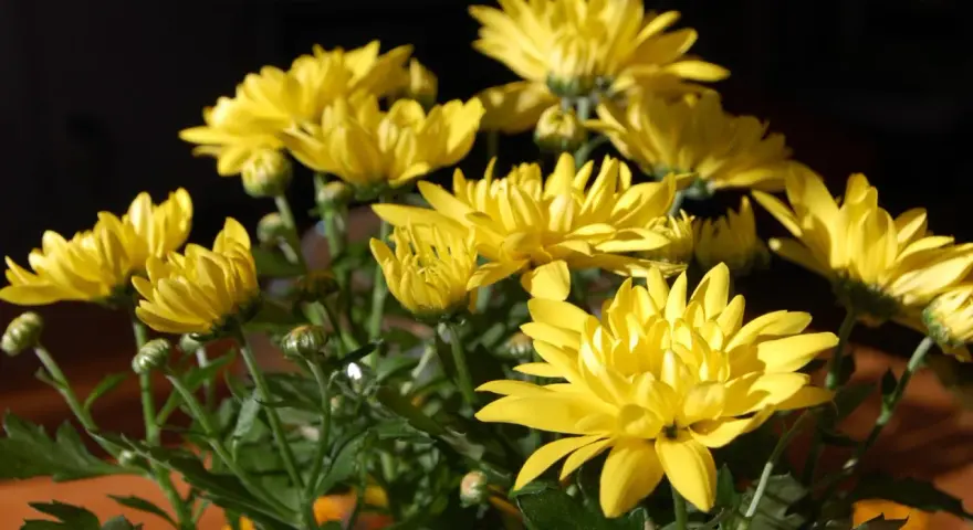 En bukett med solgula krysantemum ute, med mörk bakgrund. Blommorna lyser upp i solljuset.