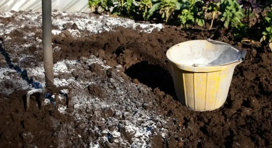 Kiedy sypać wapno na działkę, aby poprawić jakość gleby?