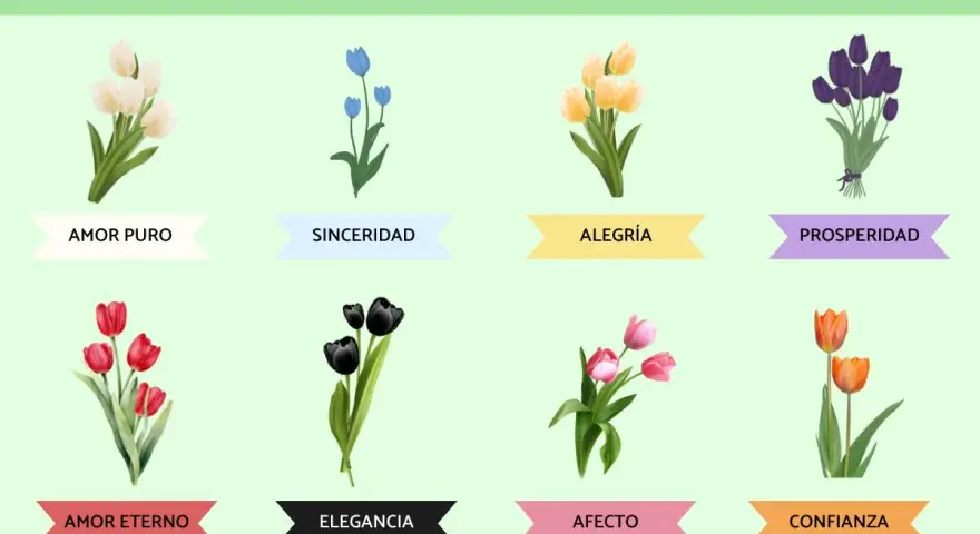 Tulipanes y su significado por color: blancos (amor puro), azules (sinceridad), amarillos (alegría), morados (prosperidad), rojos (amor eterno), negros (elegancia), rosas (afecto) y naranjas (confianza).