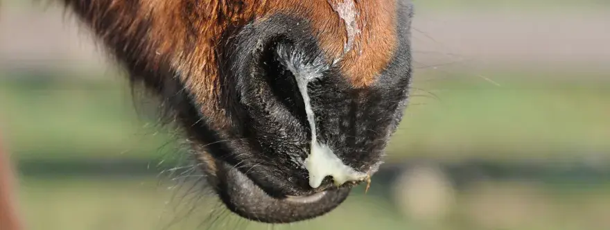 Museau d'un cheval brun avec un écoulement nasal épais et jaune, possiblement lié à la leptospirose cheval.
