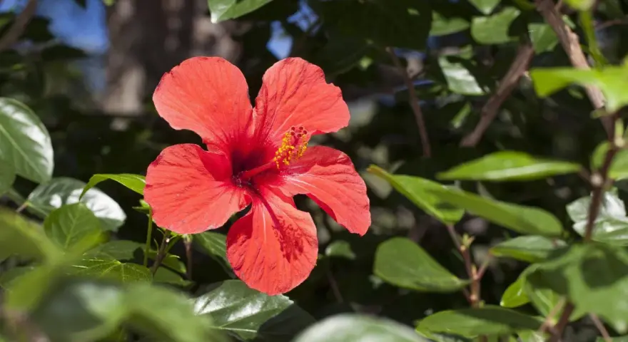 Leuchtend roter Hibiskus im Grünen. Perfekt, um den Hibiskus zu vermehren und mehr dieser Blüten zu genießen.