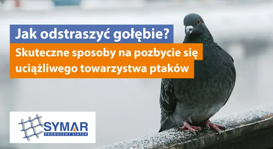 Skuteczne sposoby na odstraszenie gołębi z dachu i uniknięcie bałaganu