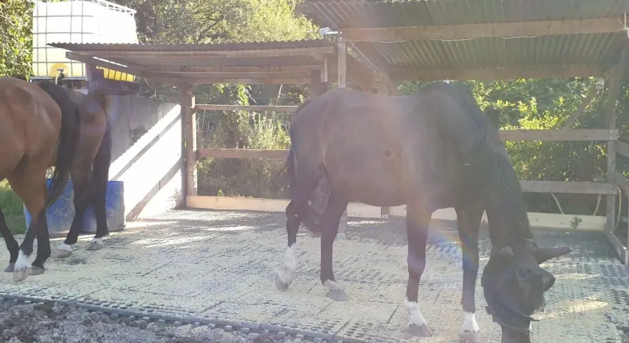 Cheval noir avec masque anti-mouches dans un paddock, un autre cheval brun à gauche.