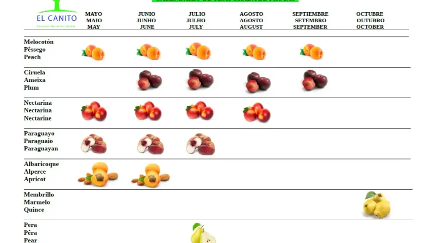 Calendario de temporada de frutas. El melocotón se muestra en mayo, junio, julio y agosto.