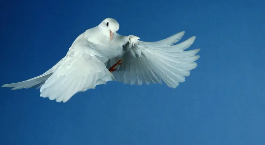 Weiße Taube fliegt vor blauem Himmel. Sie symbolisiert den Heiligen Geist und erinnert an die Bedeutung von Pfingsten.