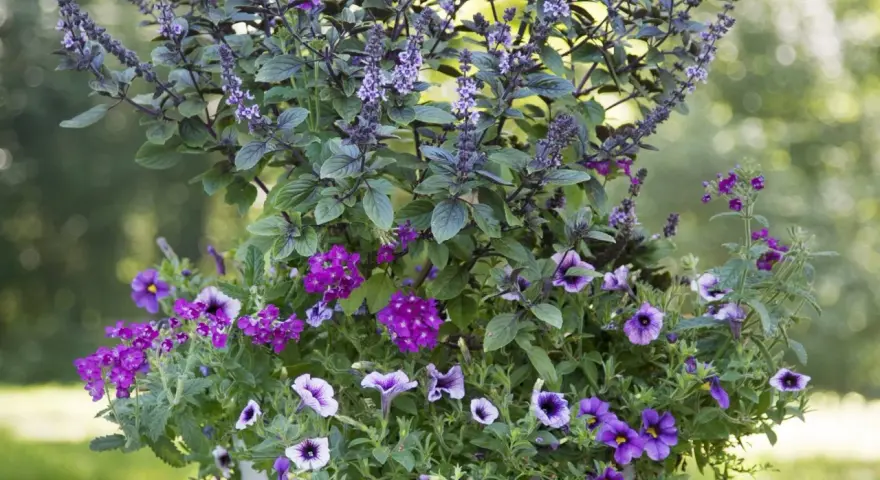 En blomsterkruka fylld med lila blommor och en basilika blomma med lila blomställningar.