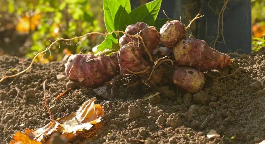 Topinambur appena raccolti, con le loro radici ancora attaccate, pronti per essere cucinati. Il momento ideale per la raccolta del topinambur è l'autunno.