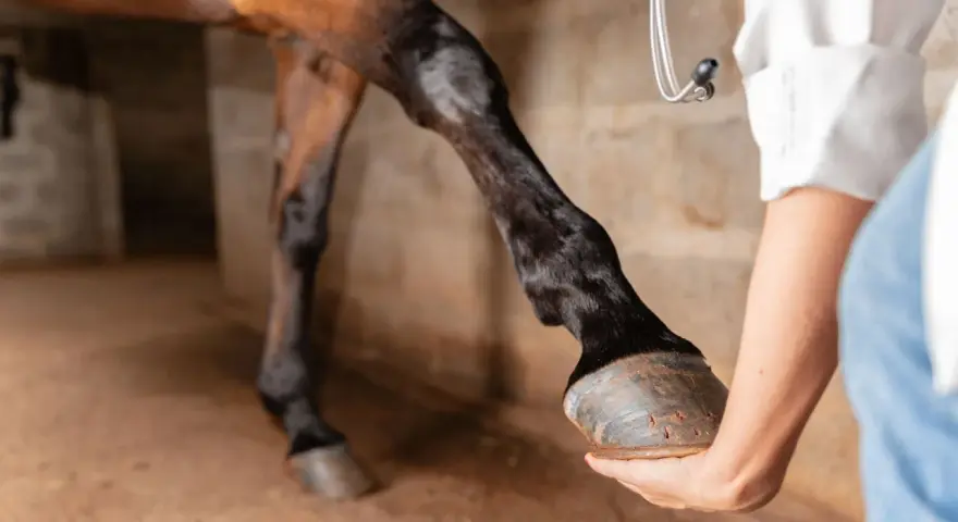 Un vétérinaire examine les tendons d'un cheval dans une écurie.
