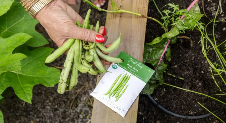 A hand holds fresh bush beans next to a seed packet. This harvest suggests bush beans do not need a trellis, unlike pole beans.