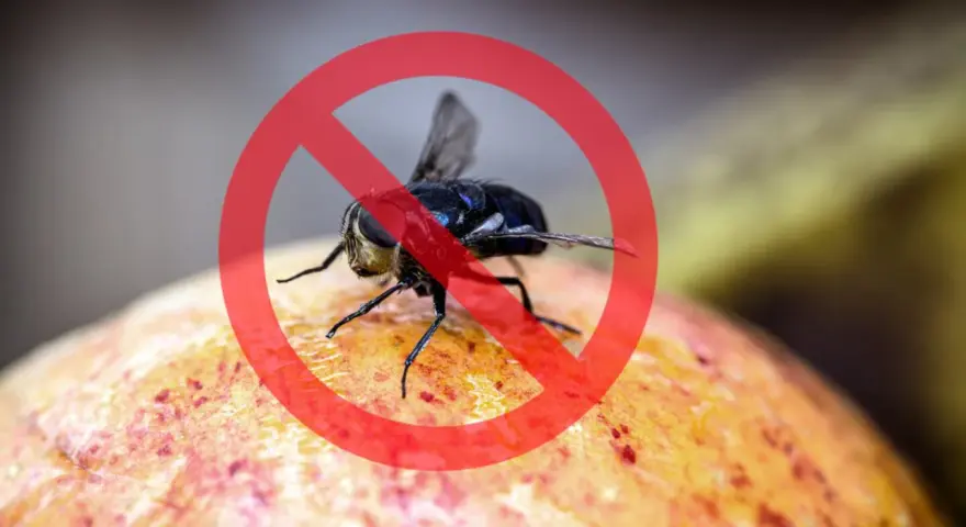Mosca de la fruta prohibida sobre una fruta.